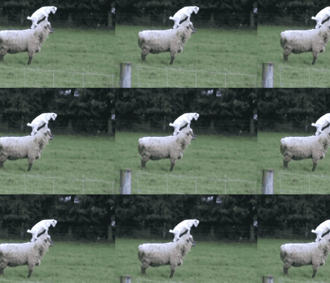 repeating tiles of a goat standing on a sheep