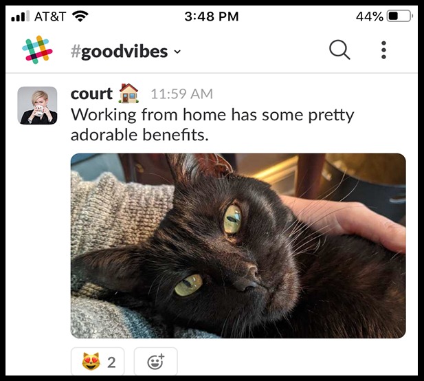 A cat picture in a slack conversation