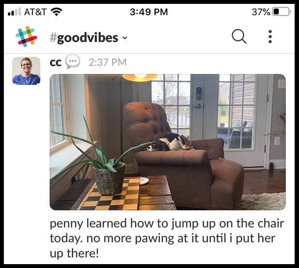 a dog picture in our #GoodVibes slack conversation