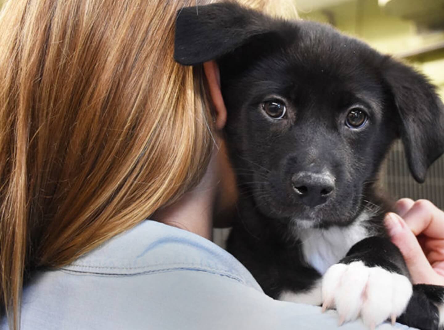 A young woman holds a small black and white puppy