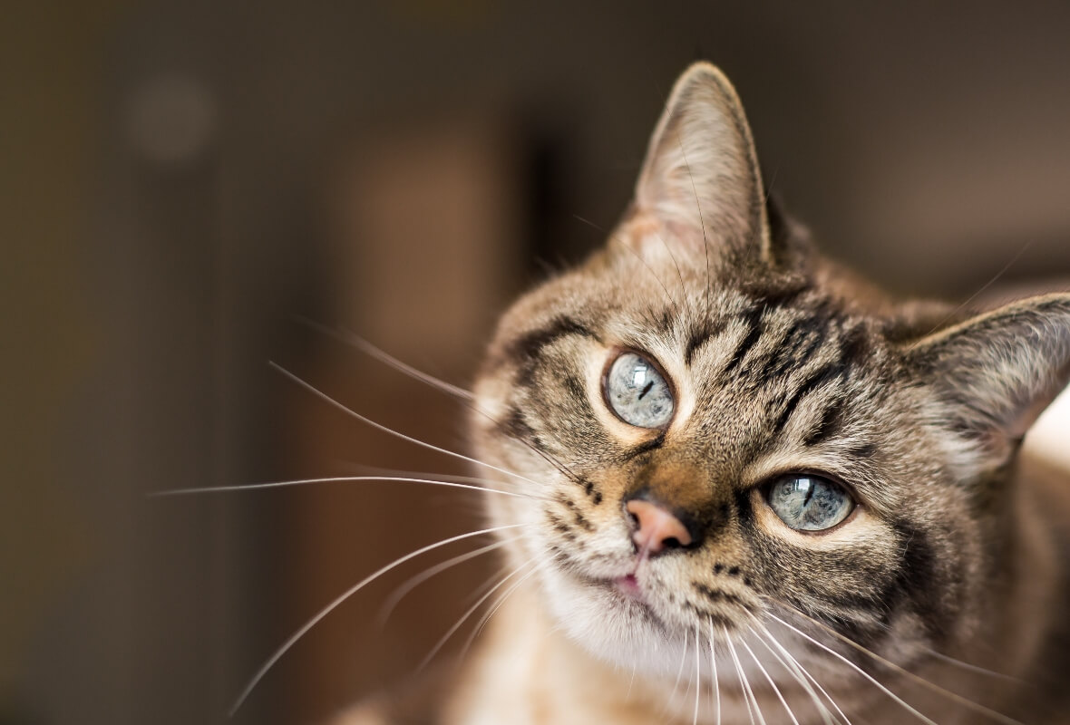 Portrait of an American bobtail meower, also known as a cat