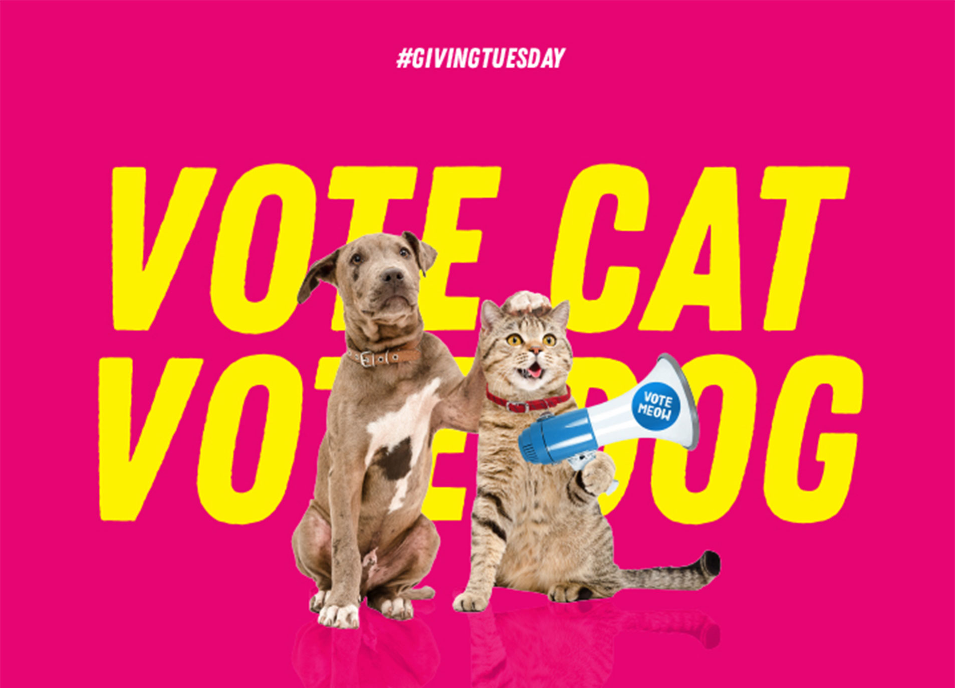 vote cat vote dog
