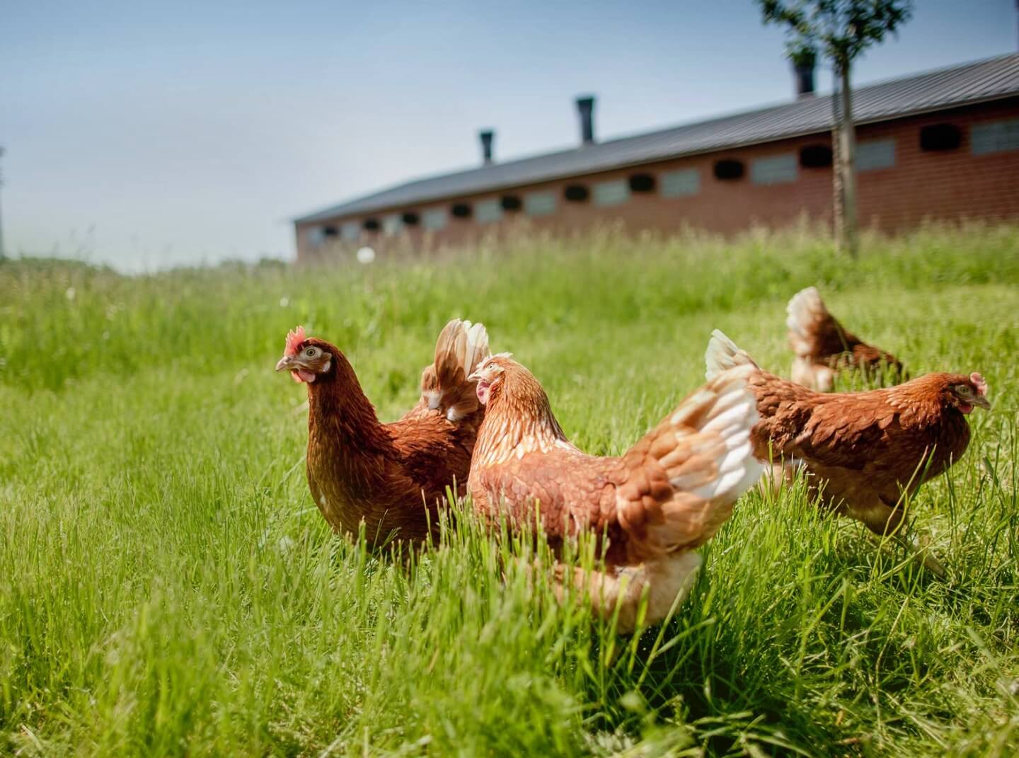 Four chickens peck at the ground in a meadow in front of a coop building