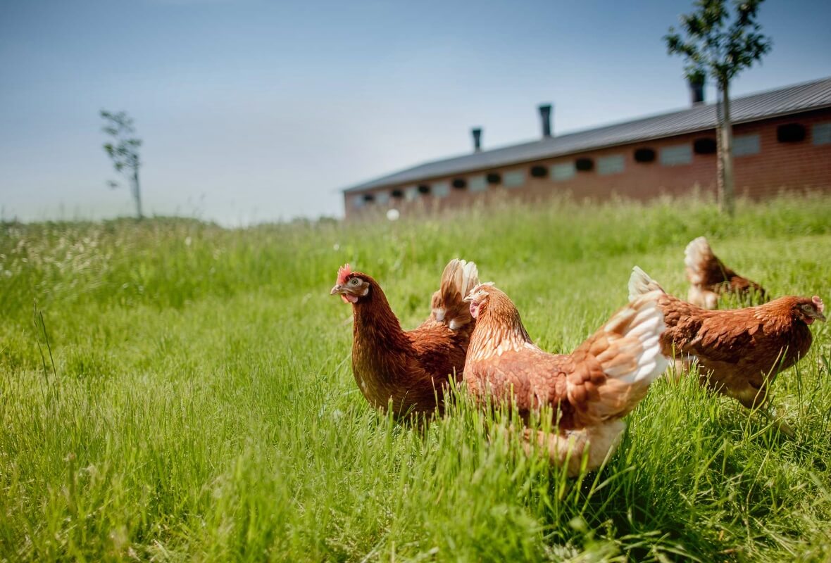 Four chickens peck at the ground in a meadow in front of a coop building