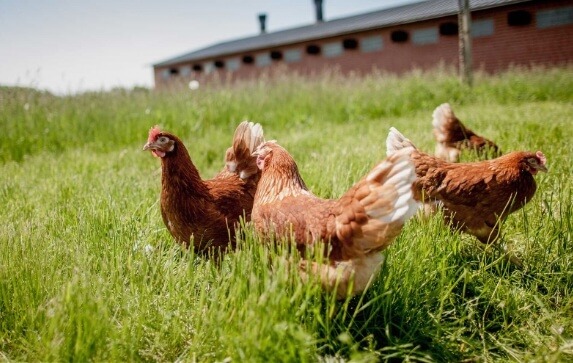 Four chickens peck at the ground in a meadow in front of a coop building