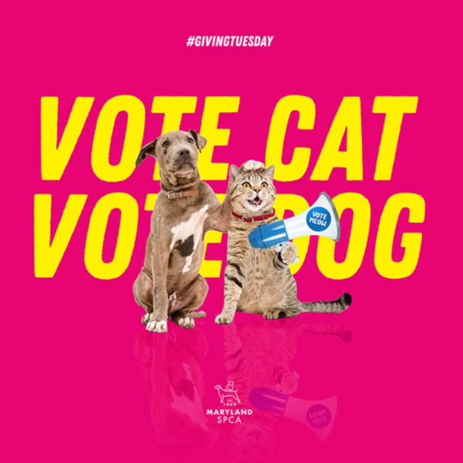 vote cat, vote dog poster